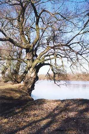 wierzba2
